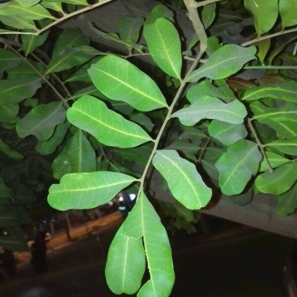 Cupaniopsis anacardioides Leaf