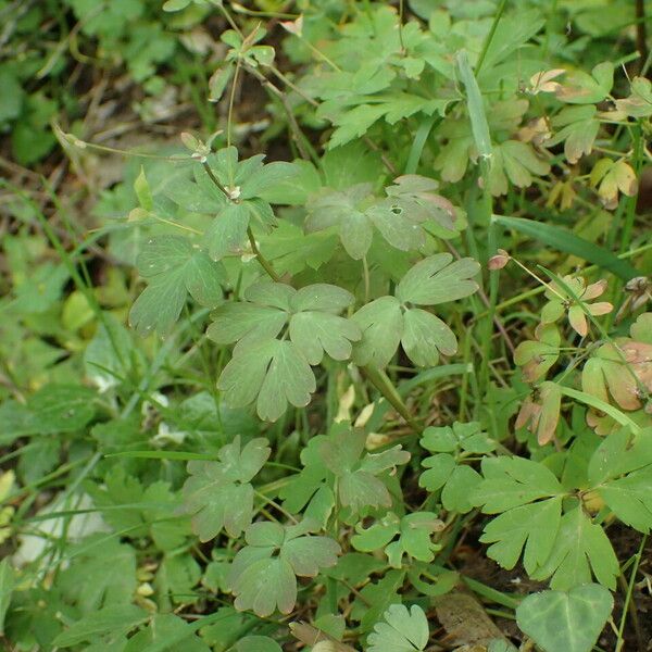 Isopyrum thalictroides Habit