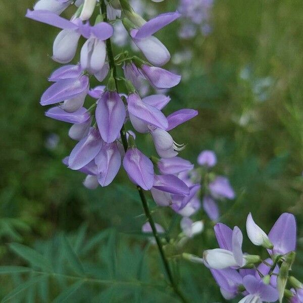 Galega officinalis Цветок