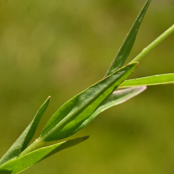 Epilobium palustre पत्ता