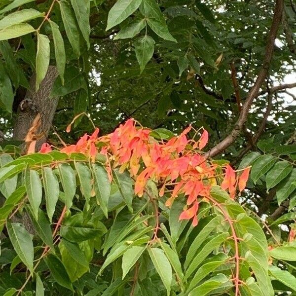 Ailanthus altissima Plod