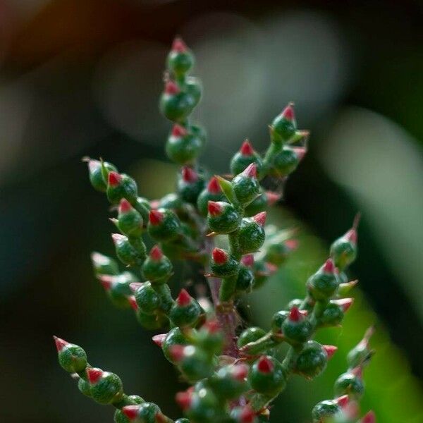 Aechmea bracteata Virág