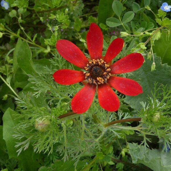 Adonis annua Λουλούδι