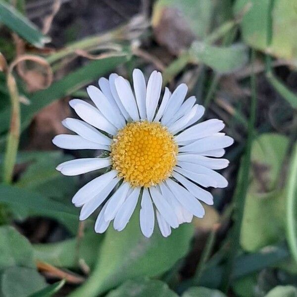 Bellis sylvestris Flower