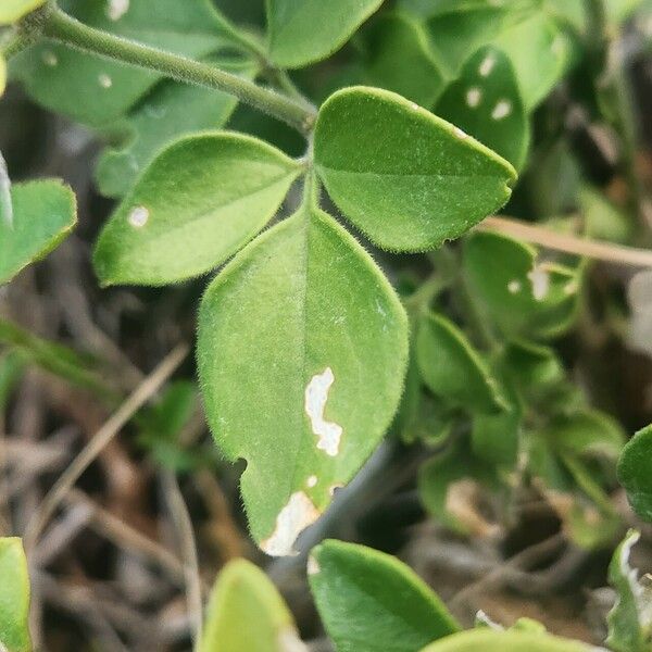 Jasminum fluminense Feuille