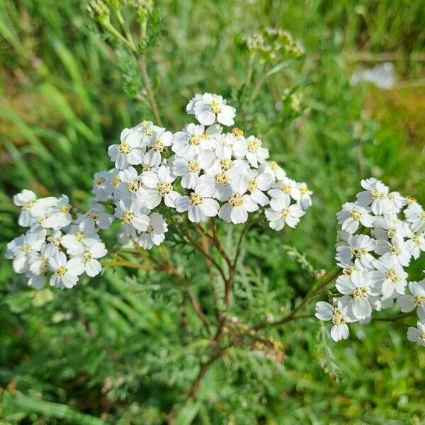 Achillea erba-rotta Кветка