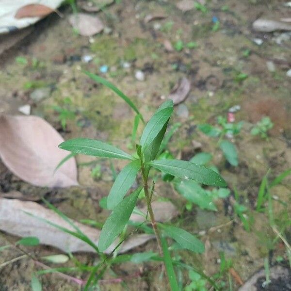 Alternanthera philoxeroides Blad