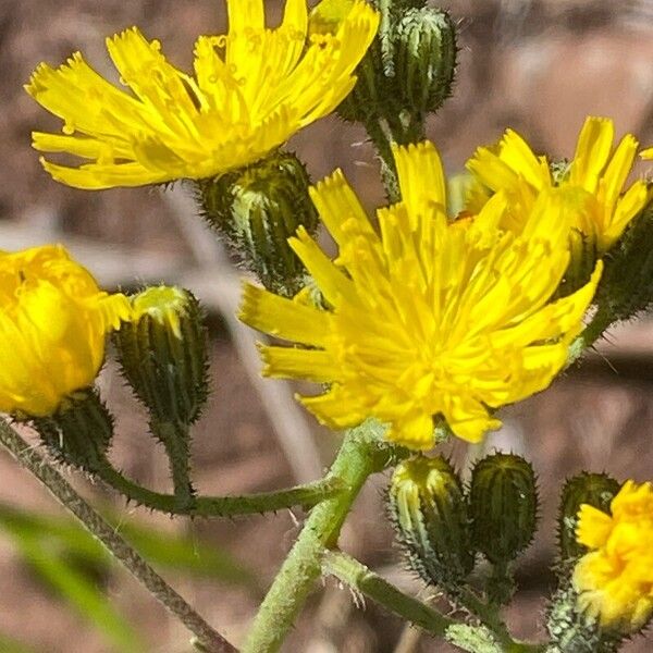 Pilosella piloselloides Blomst