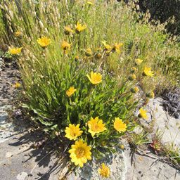 Wyethia angustifolia Habitat