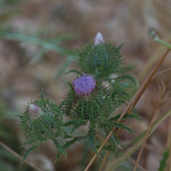 Atractylis cancellata Floro