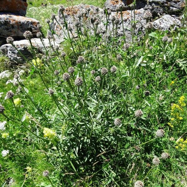 Centaurea scabiosa Habit