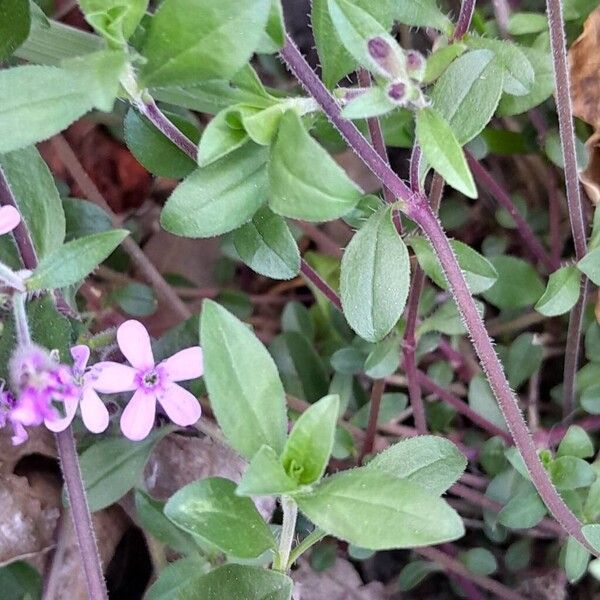 Saponaria ocymoides Leaf