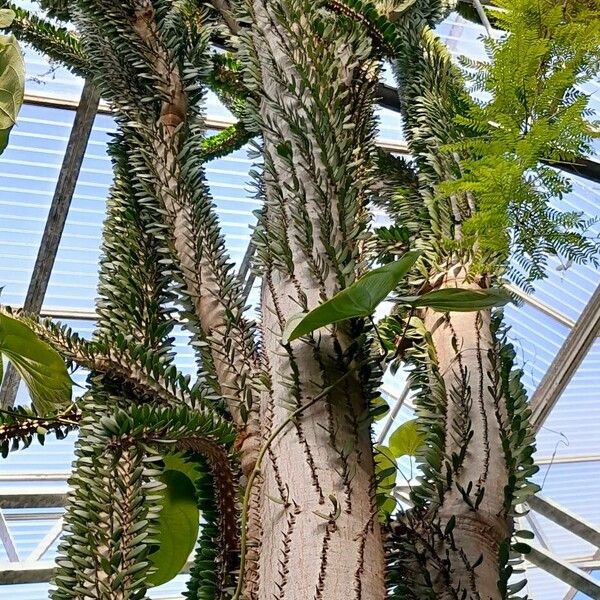 Alluaudia procera (Madagascan ocotillo)