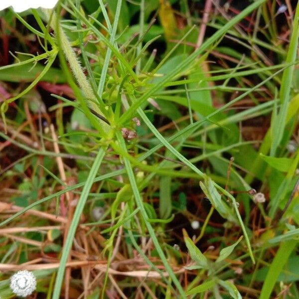 Rhamphicarpa fistulosa Blad