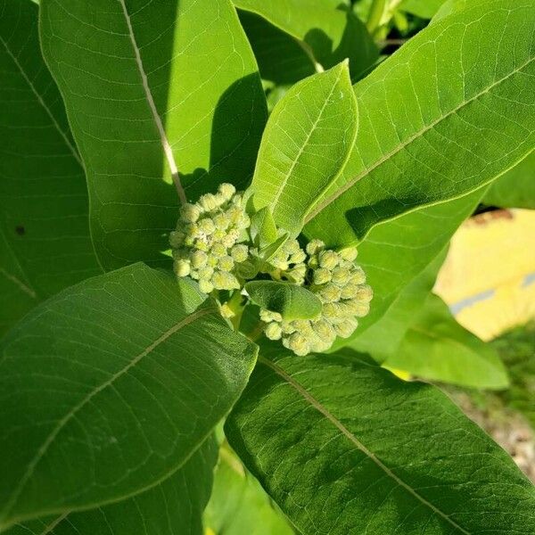 Asclepias syriaca Blomst