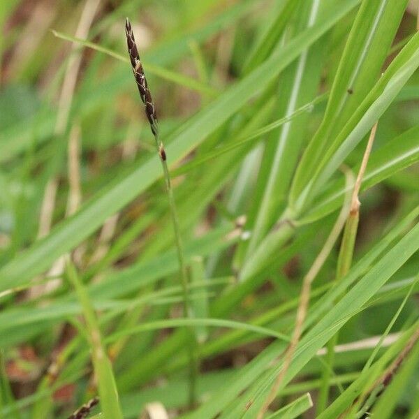 Zoysia japonica Blomst