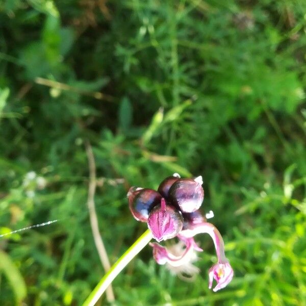 Allium scorodoprasum പുഷ്പം