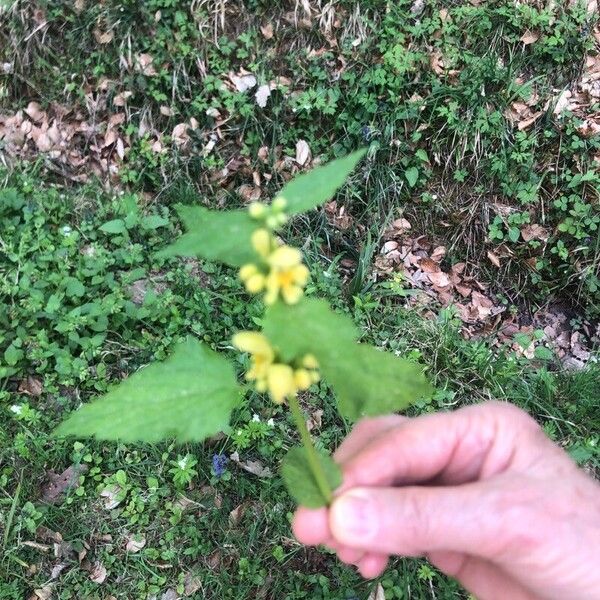 Lamium galeobdolon Λουλούδι