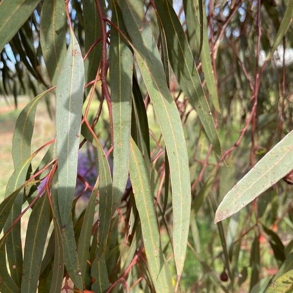 Eucalyptus leucoxylon 葉