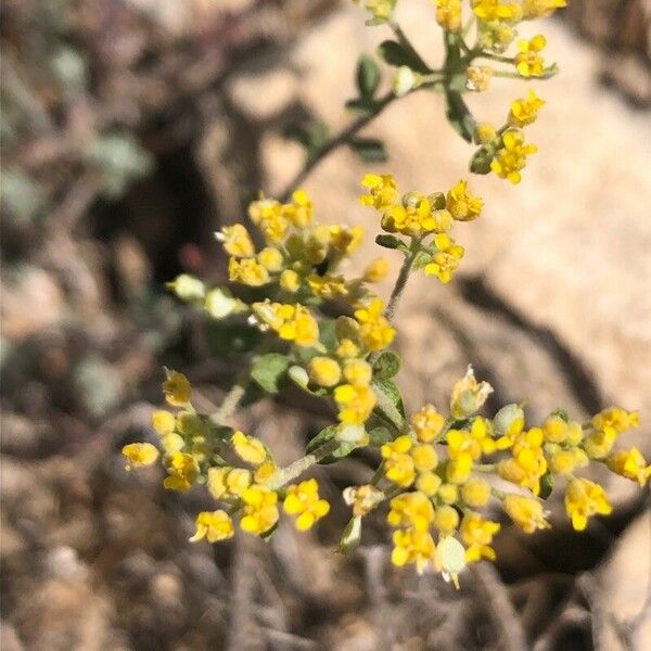 Alyssum serpyllifolium Květ