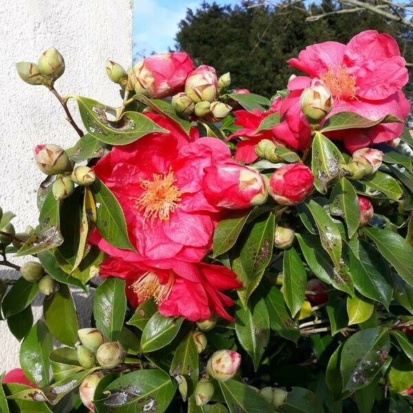 Camellia japonica Flower