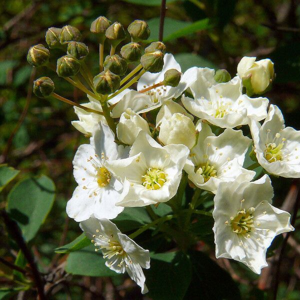 Spiraea chamaedryfolia Blüte