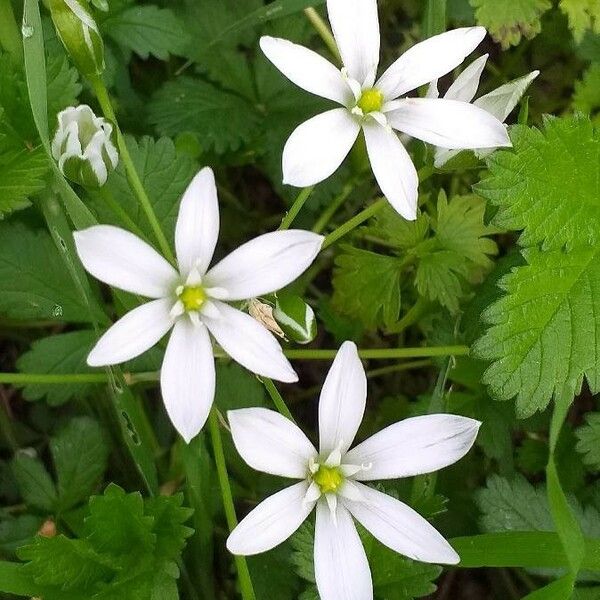 Ornithogalum divergens फूल