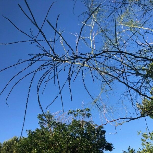 Parkinsonia aculeata Hostoa