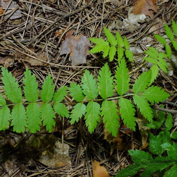 Sorbus aucuparia Hábito