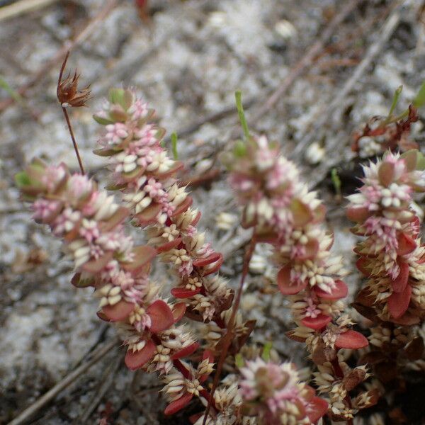 Illecebrum verticillatum Іншае