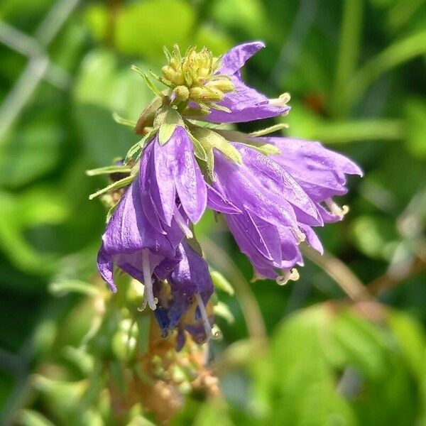 Campanula bononiensis Floro