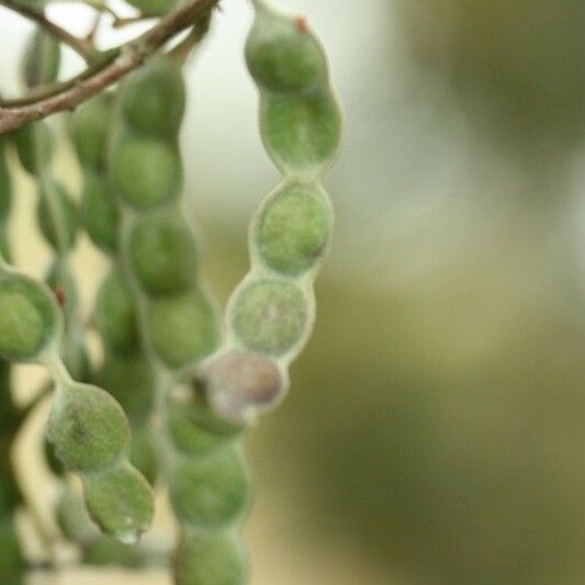 Acacia mearnsii Gyümölcs