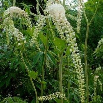 Actaea racemosa Λουλούδι