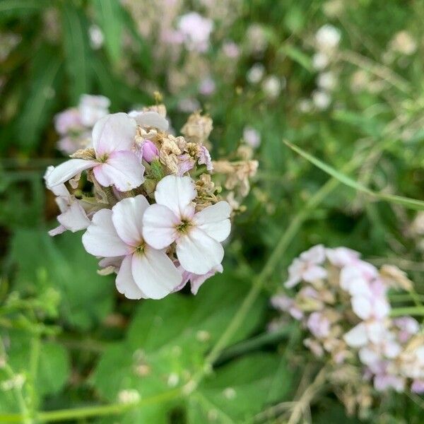 Hesperis matronalis Flor