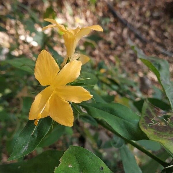 Barleria prionitis Žiedas