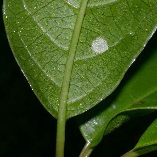 Trichostigma octandrum List