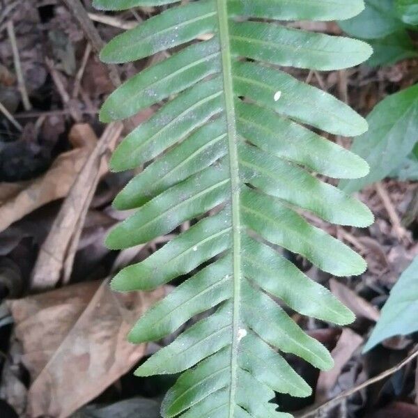 Blechnum occidentale Leaf