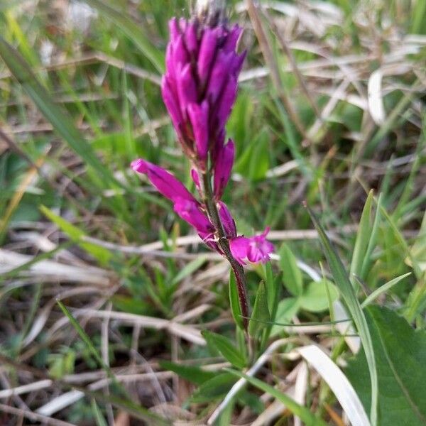 Polygala major Lorea