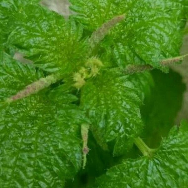 Urtica membranacea Virág