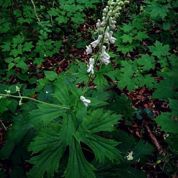 Aconitum septentrionale Folha