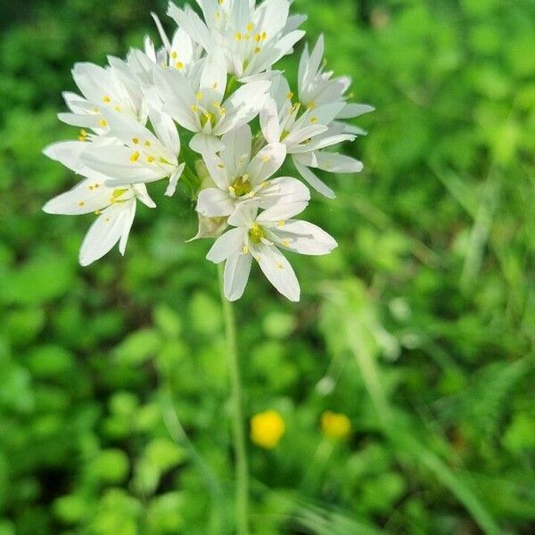 Nothoscordum gracile Flower