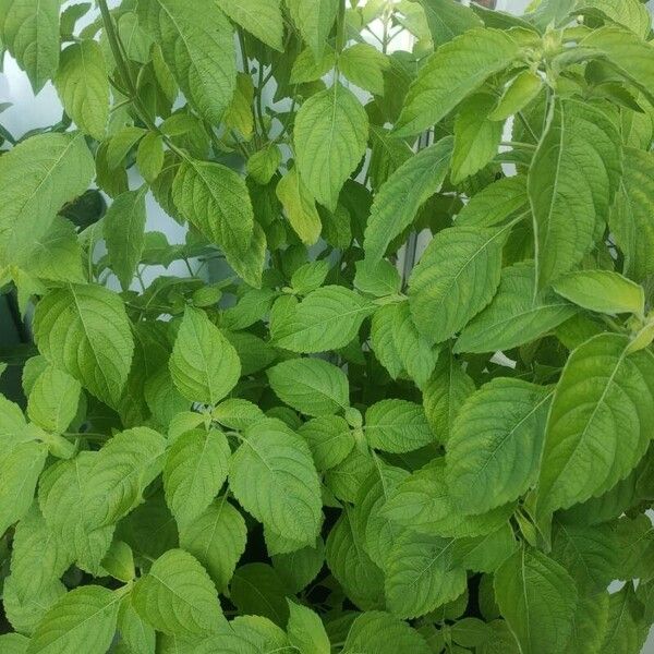 Ocimum gratissimum Leaf