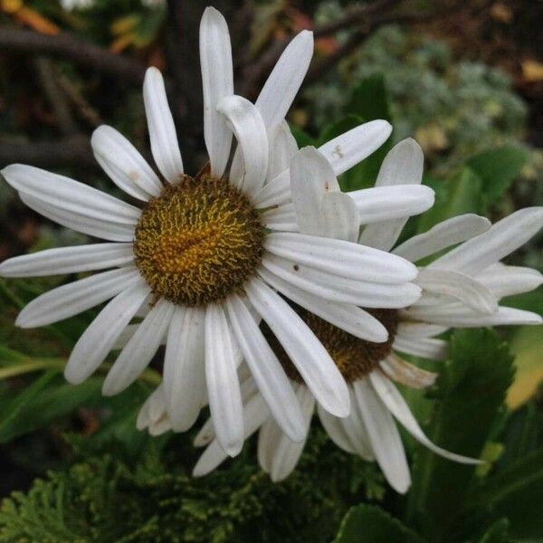 Symphyotrichum lanceolatum Flower