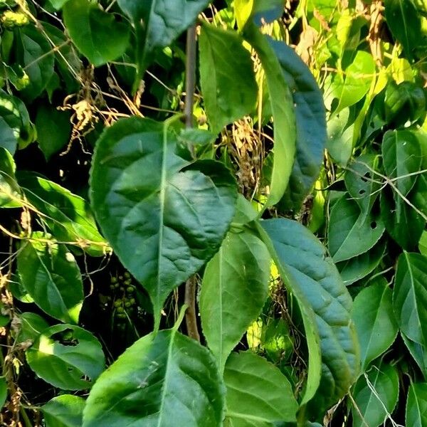 Celastrus scandens Leaf