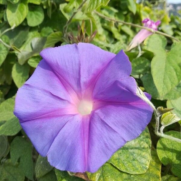 Ipomoea tiliacea Квітка