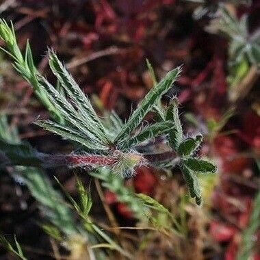 Potentilla hirta Hoja