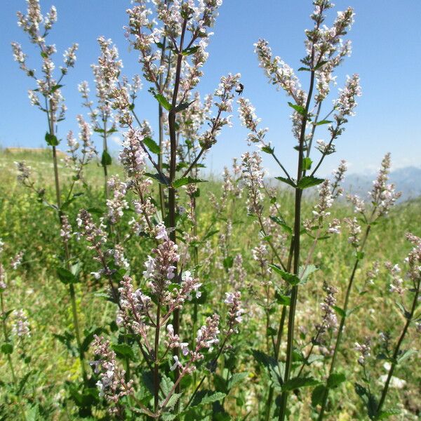 Nepeta nuda Цвят