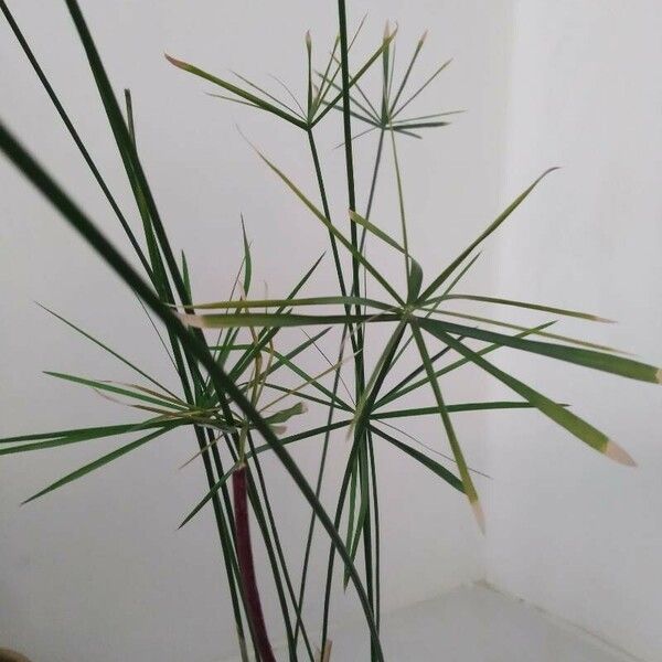 Cyperus alternifolius 花