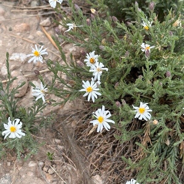 Aphanostephus ramosissimus Flor