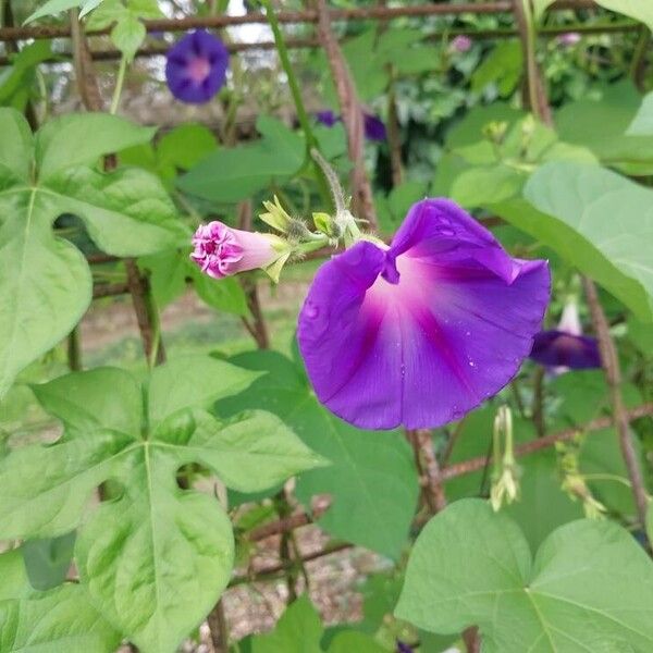 Ipomoea alba ফুল